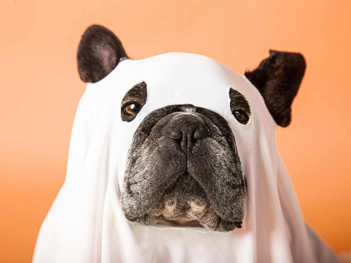 DIY dog ghost costume made from a t-shirt on a big dog.