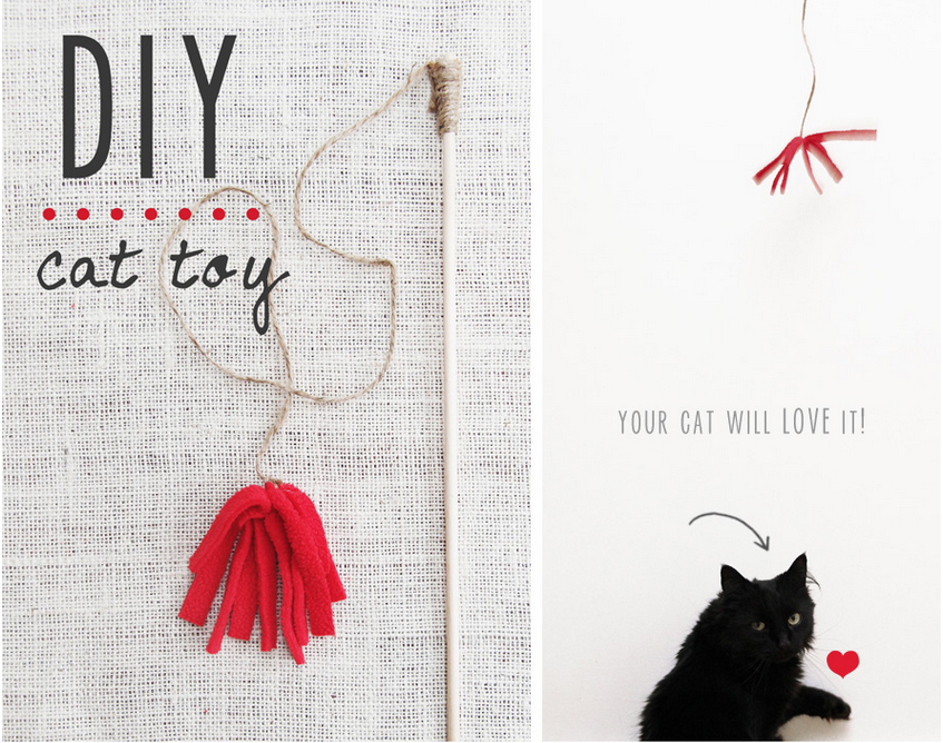 Make a DIY cat toy!