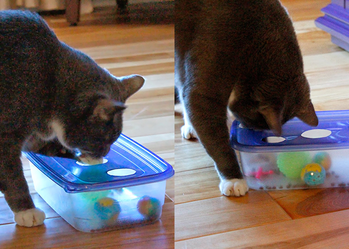 DIY Food Puzzles for Cats