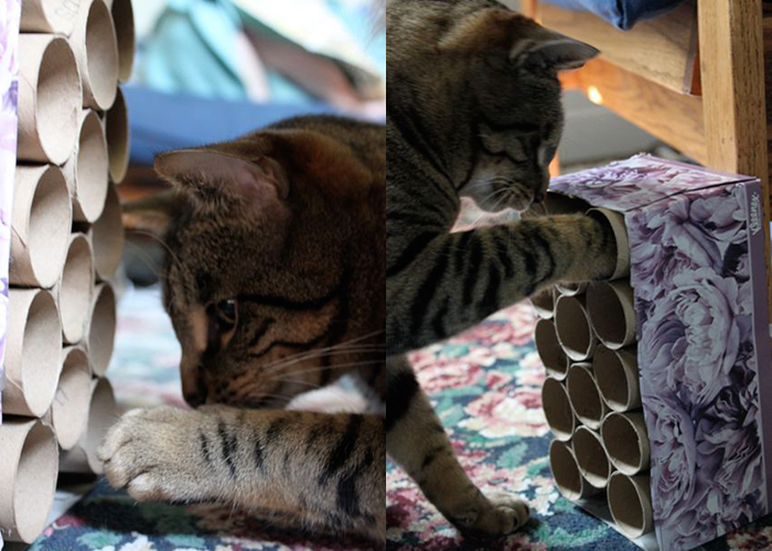 make this DIY cat puzzle toy! Keep them curious for hours!
