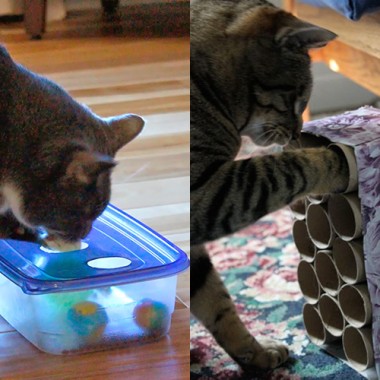Make a DIY cat toy!