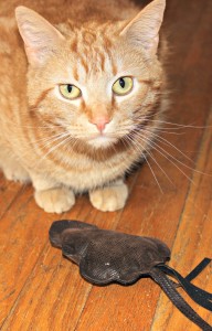 cat with mouse toy