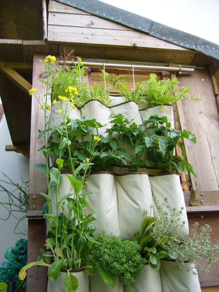 a shoe rack vegetable garden