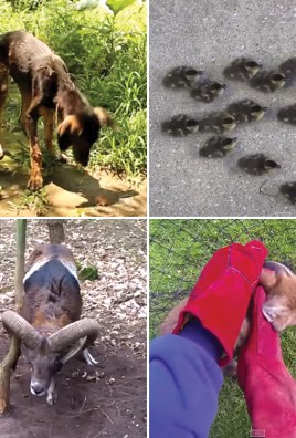 Amazing animal rescue videos!