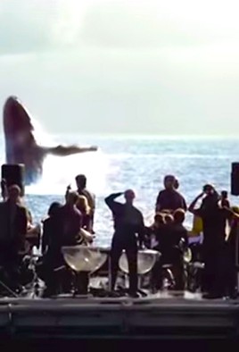 The orchestra wrote a love song for these whales. What happened was breathtaking.