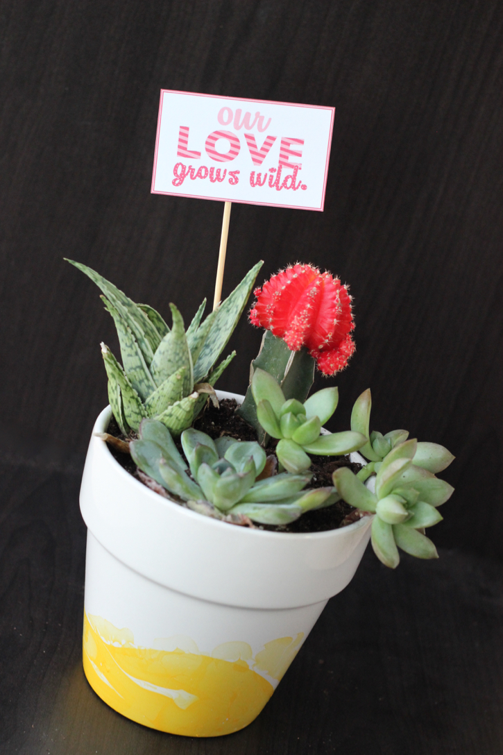 Succulent Valentine's Gift 