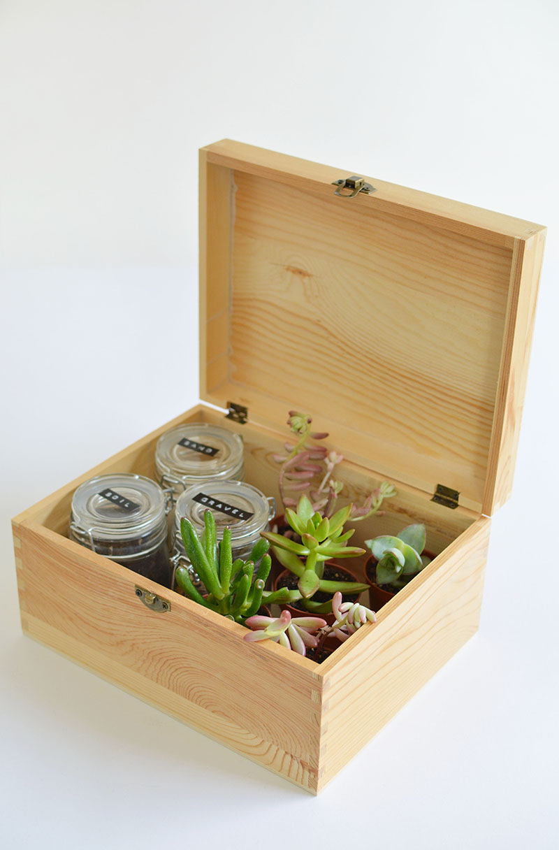 succulent gift box