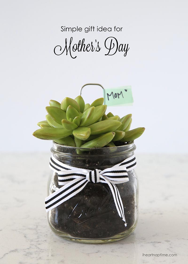 Succulent gift