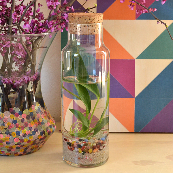 Water terrarium