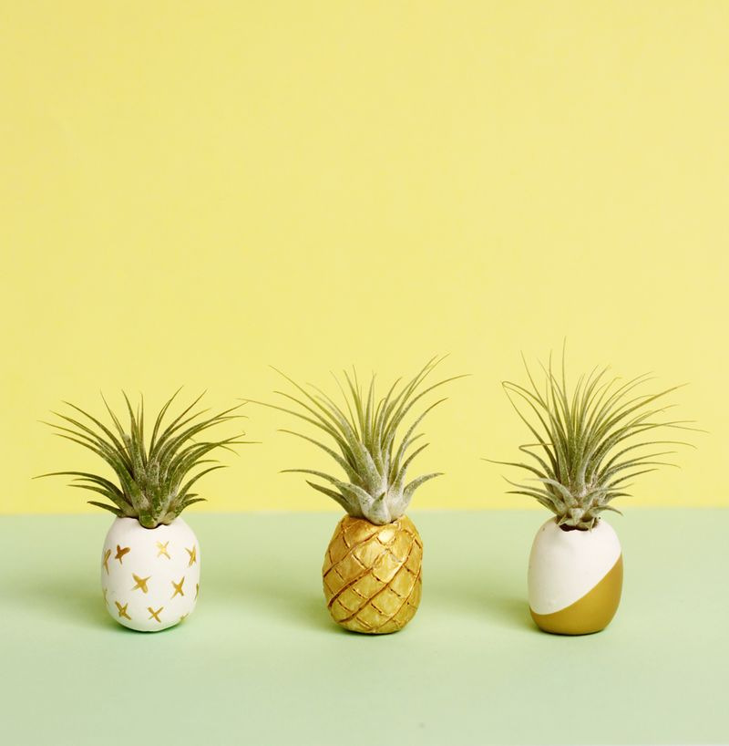 DIY pineapple air plant