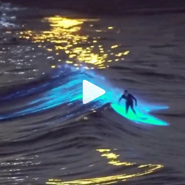 san diego surfer bioluminescence