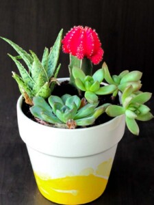Succulent and cactus plant in a pot.