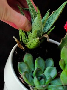 Hand planting succulent plant in dirt in a pot.