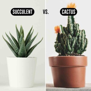 Succulent in pot on left, cactus in pot on right. Text says succulent vs cactus.