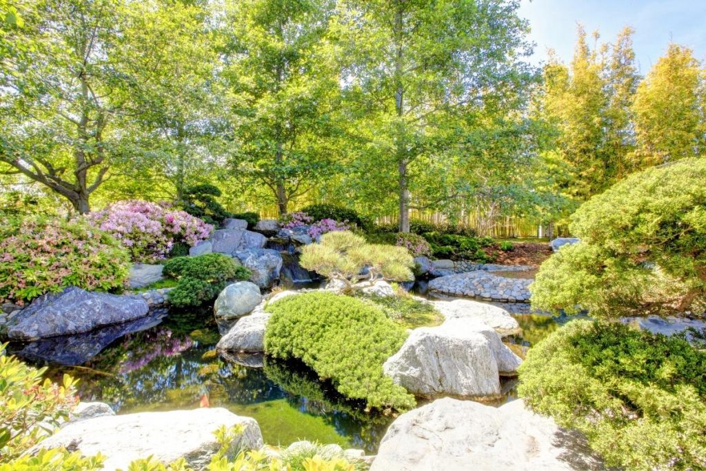 Beautiful Japanese Friendship Garden in Balboa Park, San Diego. Green plants and plants with flouring pink flours surrounding a koi pond. Tall green trees in background.