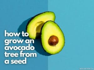 cut open avocado on blue background - text says how to grow an avocado tree from a seed