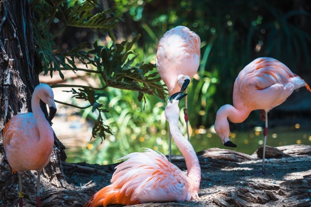 four pink flamingos with greenery in background