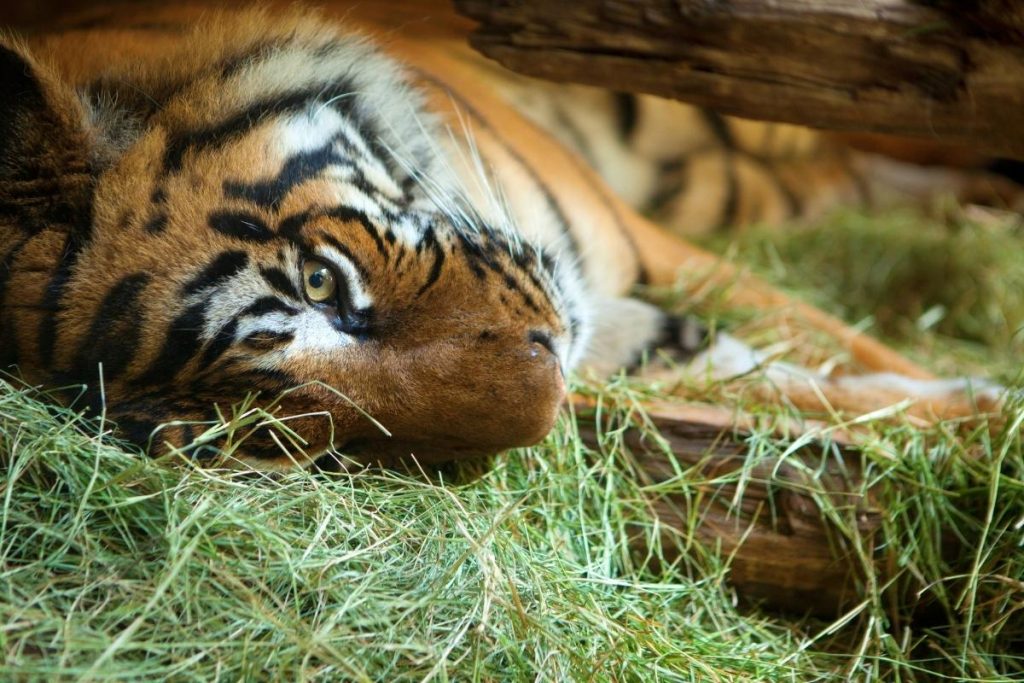 tiger laying on it's side in a pile of hay