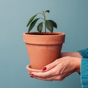 blue solid background. Hands holding small terra cotta pot with 4 inch tall avocado tree plant