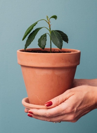 blue solid background. Hands holding small terra cotta pot with 4 inch tall avocado tree plant