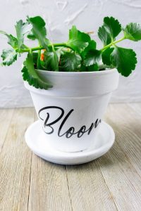 Plant pot with vinyl "bloom" decal.