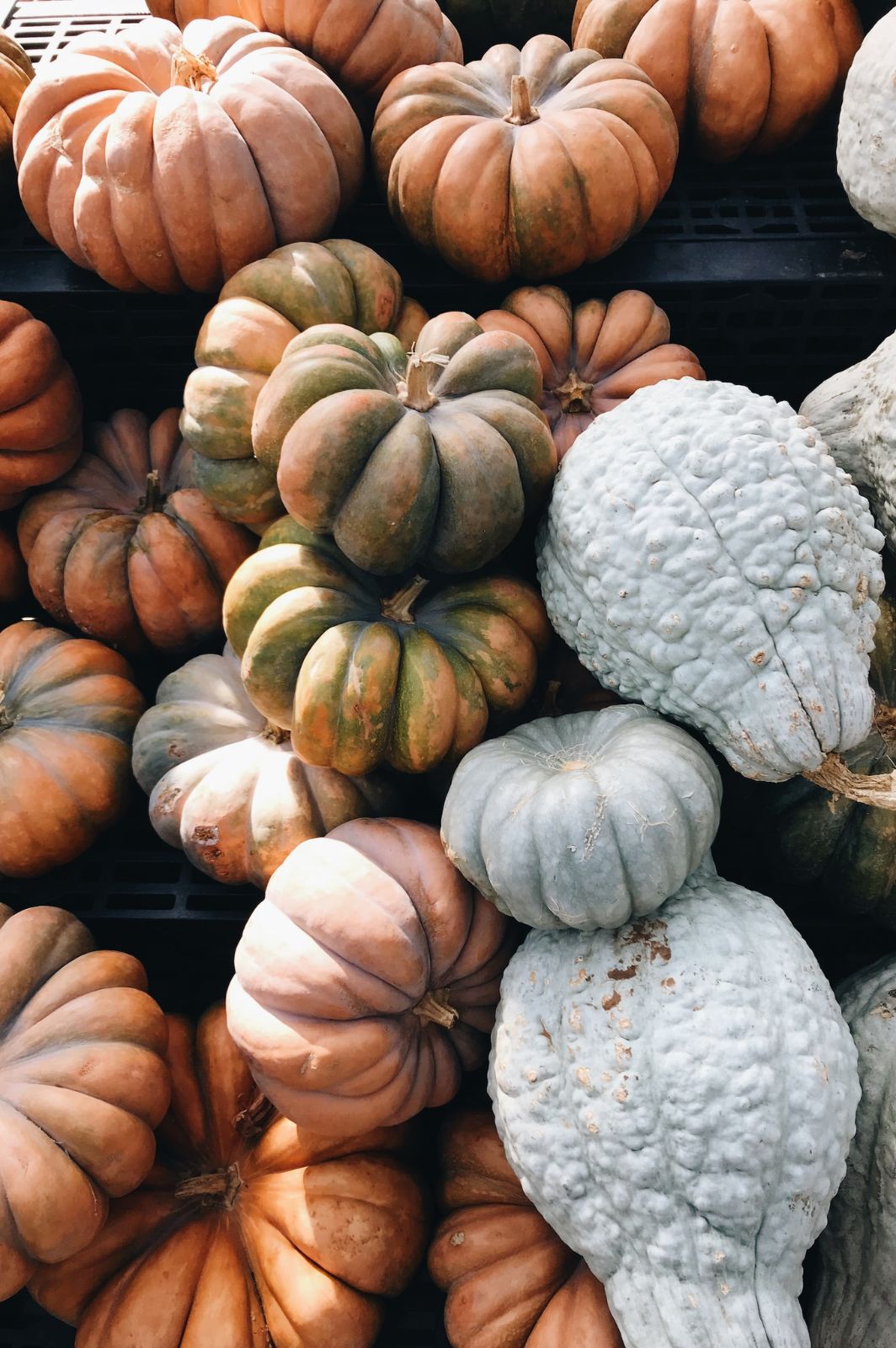 Pile of different types of pumpkins.