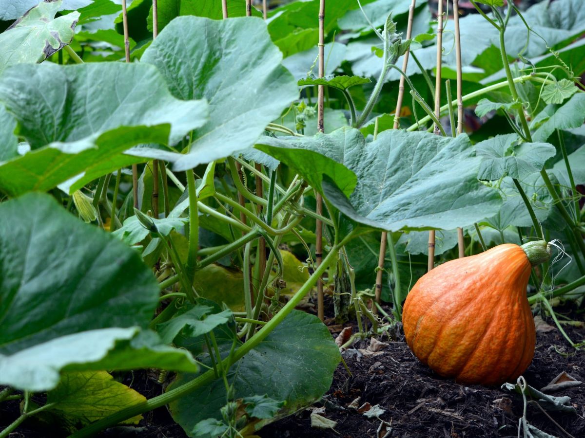 Pumpkin plant with an orange pumpkin growing.