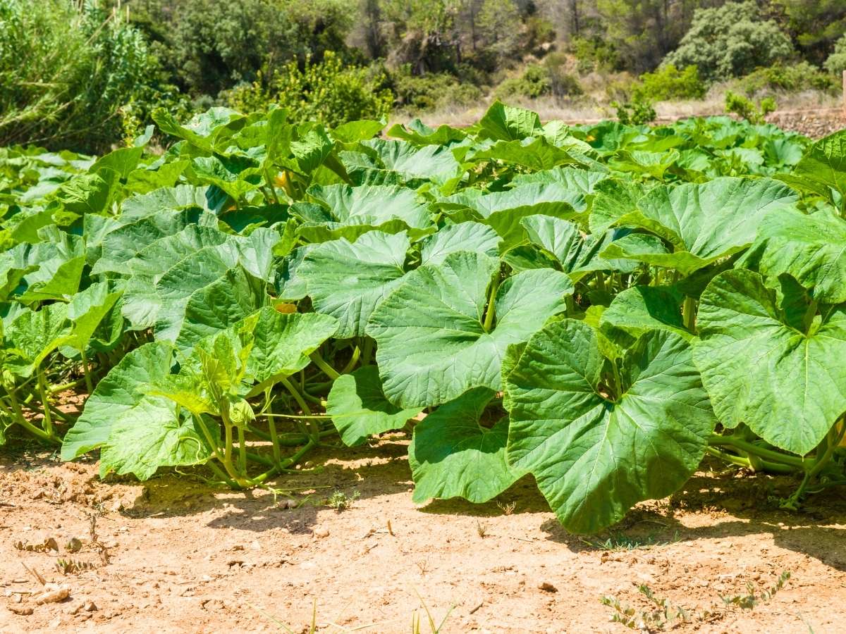 Pumpkin patch of pumpkin leaves.