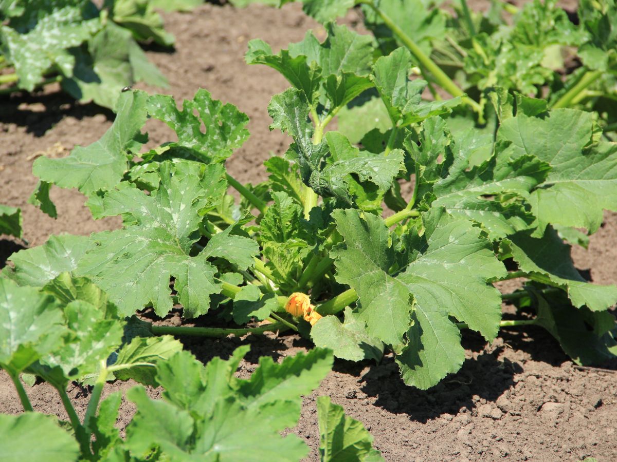 Pumpkin plant in a pumpkin patch.