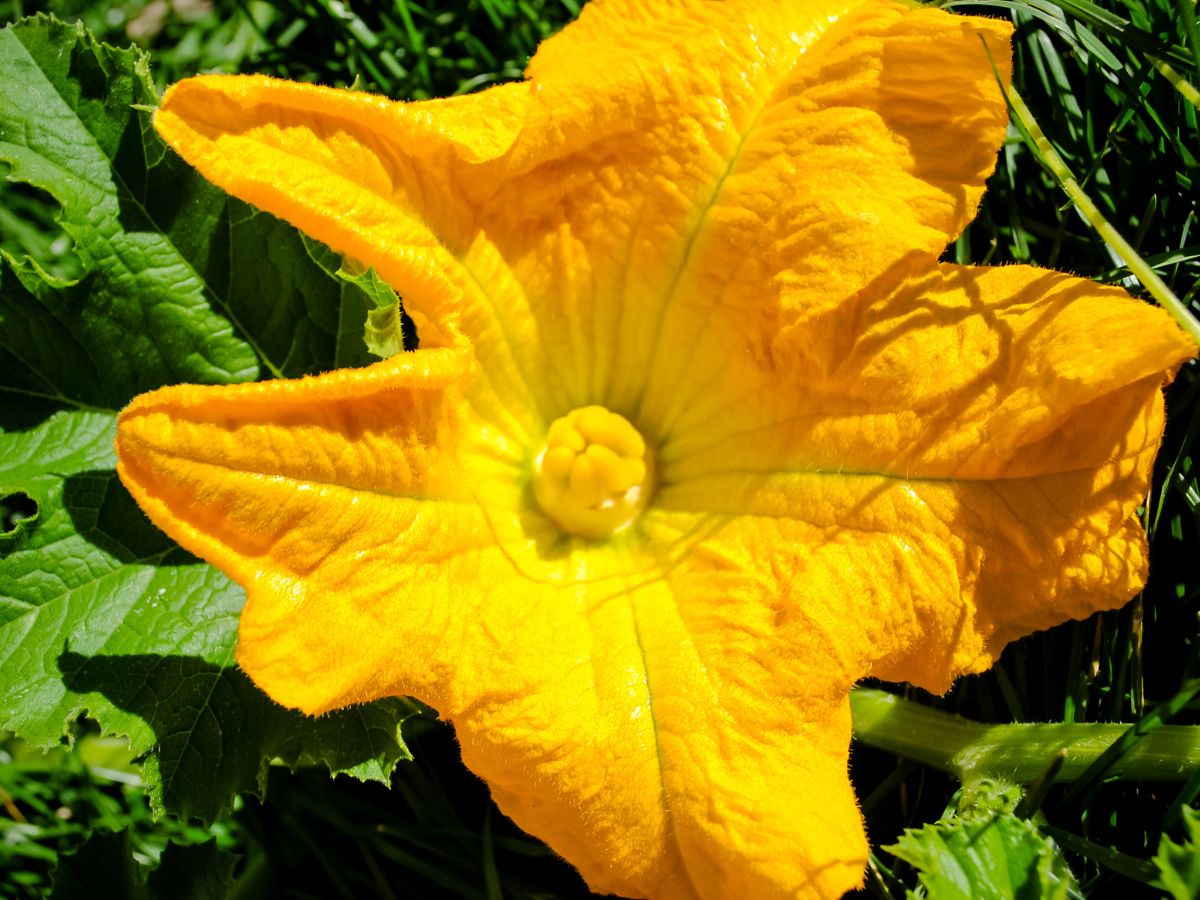 Yellow flower on a pumpkin.
