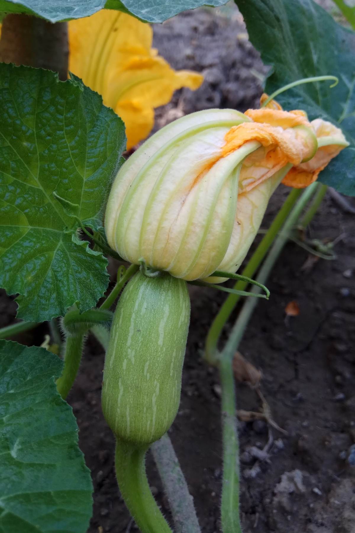 Female flower on a pumpkin.