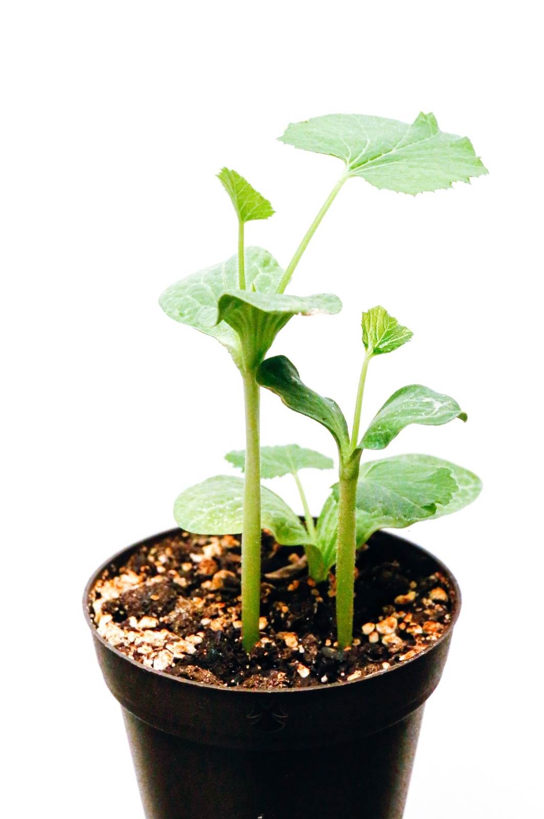 Pumpkin plant in a pot.