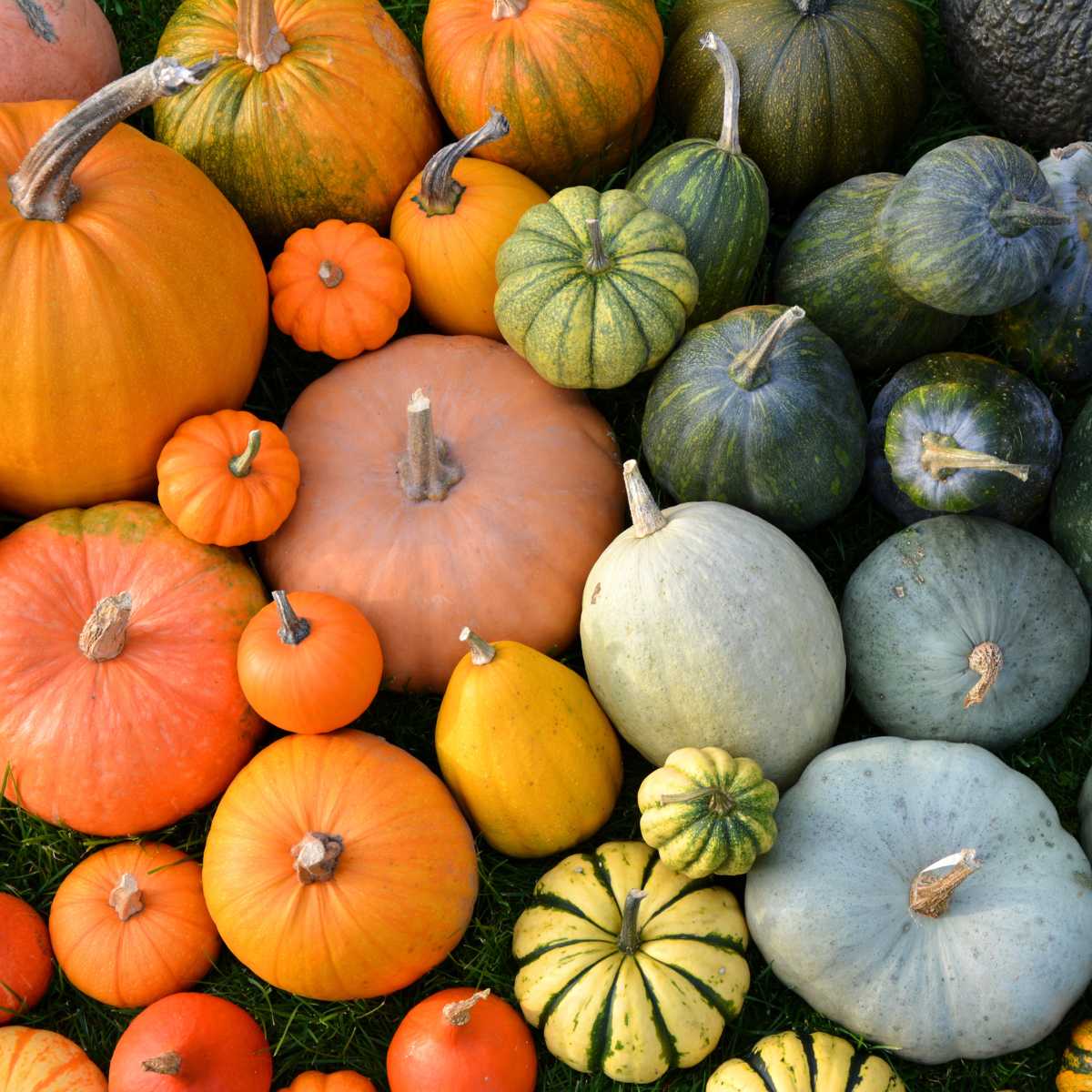 Pile of winter squash including types of pumpkins.