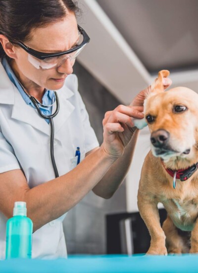 Woman dressed like a veterinarian cleaning a dog's ears with vinegar on cotton ball.