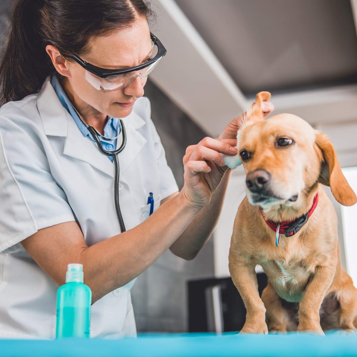 Woman dressed like a veterinarian cleaning a dog's ears with vinegar on cotton ball.