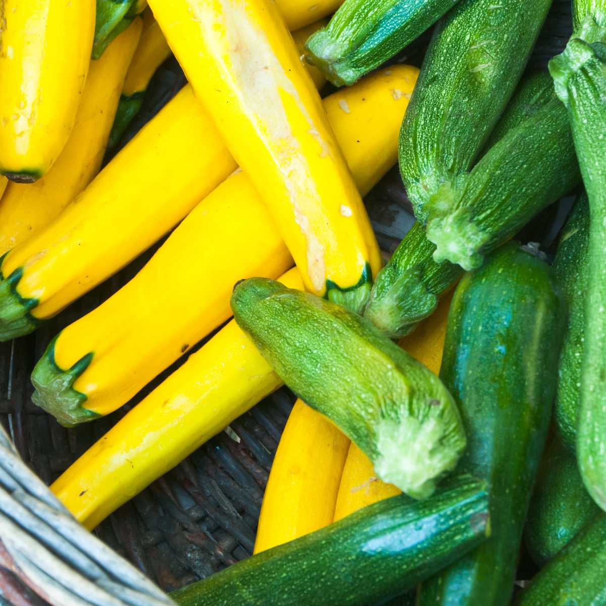 Pile of yellow squash and zucchini squash.