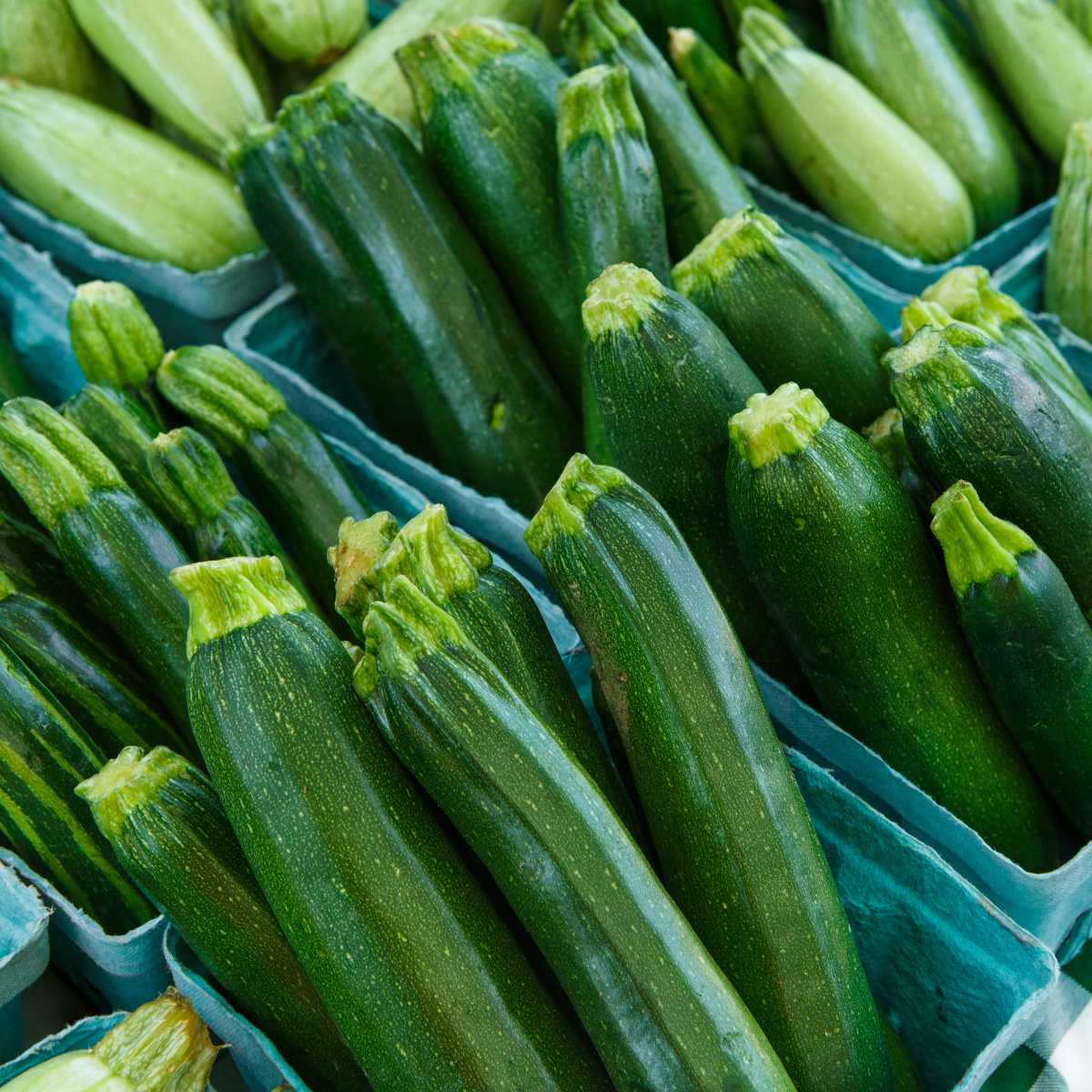 Fresh picked zucchini squash in cardboard produce boxes on display.